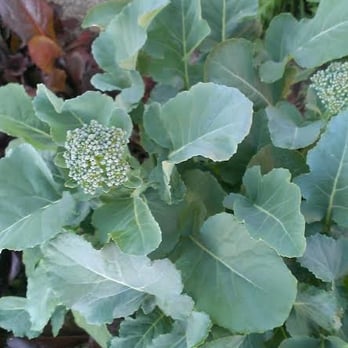 Eco Gro - broccoli - Nurseries & Gardening Near Me - Tucson, Arizona Eco Gro - broccoli - Nurseries & Gardening Near Me - Tucson, Arizona