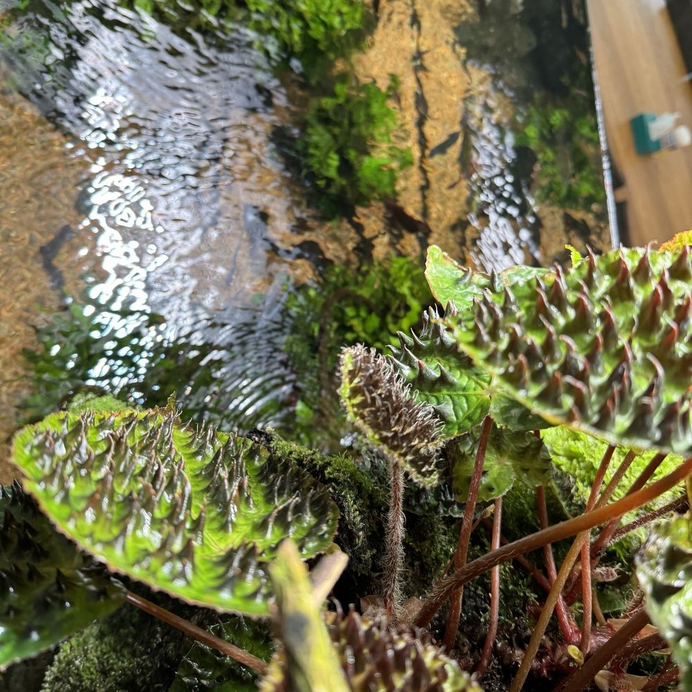 Amazon Spheres - Botanical Gardens Near Me - Seattle, Washington Amazon Spheres - Botanical Gardens Near Me - Seattle, Washington