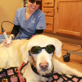 Companion Pet Hospital - A senior pet receiving laser therapy for pain management - Veterinarians Near Me - Fishkill, New York Companion Pet Hospital - A senior pet receiving laser therapy for pain management - Veterinarians Near Me - Fishkill, New York