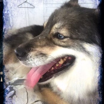 PetSmart - Petsmart did a fabulous job on my furry husky mix, Izzy!!!  We did a bath and fur brush out. - Pet Groomers Near Me - Houston, Texas