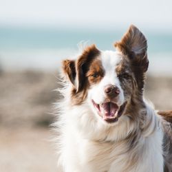BluePearl Pet Hospice