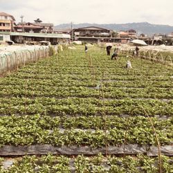 Strawberry Farm