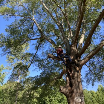 Martínez tree service - Remove - Tree Services Near Me Martínez tree service - Remove - Tree Services Near Me