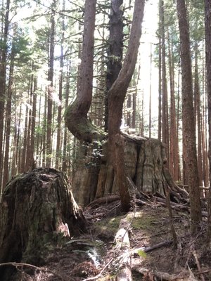 Willapa National Wildlife Refuge by null