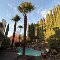 Roots Tree Removal