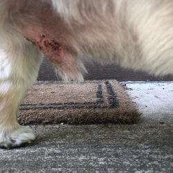 The Pet House - He started seeping blood from where he was shaved.