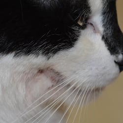 Beatrice Animal Hospital - Blood around his mouth