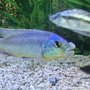 California Cichlids