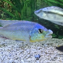 California Cichlids
