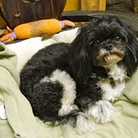 Furside Pet Grooming by null