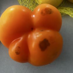 All my peppers are going bad