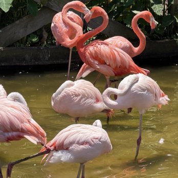 Gatorland - Zoos Near Me - Orlando, Florida Gatorland - Zoos Near Me - Orlando, Florida