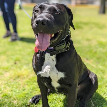 K9 Logic Dog Training - She smiles more now! :) - Pet Training Near Me - Glendale, California