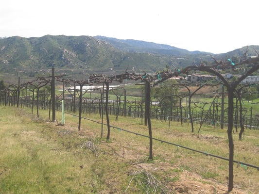 Orfila Vineyards and Winery by null