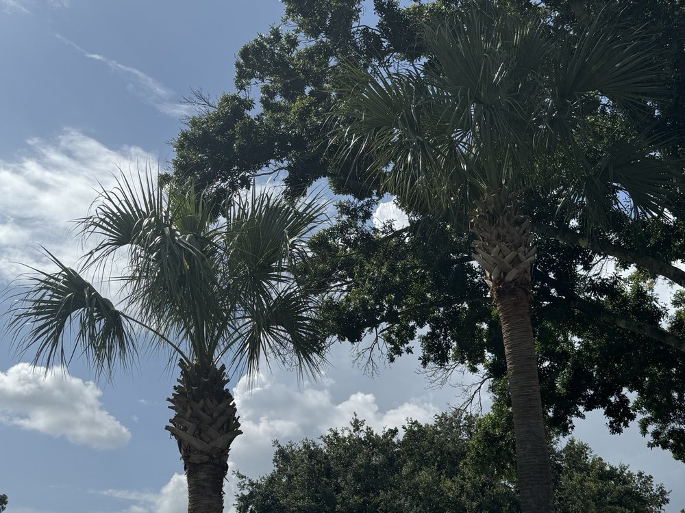 Souza and sons tree service - tree service in Jacksonville, FL