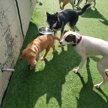 Happy Tails - Happy Tails Daycare - Pet Groomers Near Me - Falls Church, Virginia Happy Tails - Happy Tails Daycare - Pet Groomers Near Me - Falls Church, Virginia