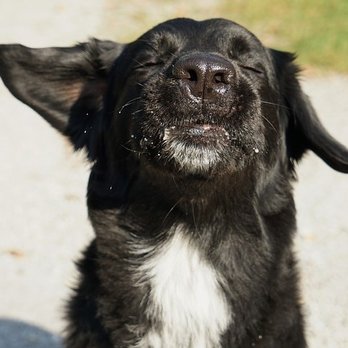 Adventure K-9 - Pet Training Near Me - Boise, Idaho Adventure K-9 - Pet Training Near Me - Boise, Idaho