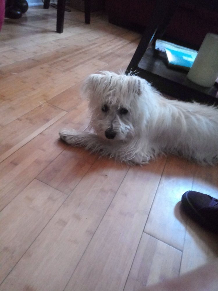 PUPPY LOVE MOBIL PET GROOMING Updated July 2024 Baltimore, Maryland