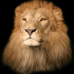 Bruce Foster Studio - African Lion