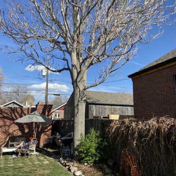 Artistic Tree Care - Tree Services Near Me - Denver, Colorado