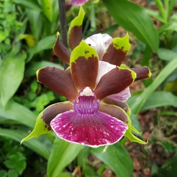 Raffeiner Orchideen Welt - Gardeners Near Me - Gargazon, BZ