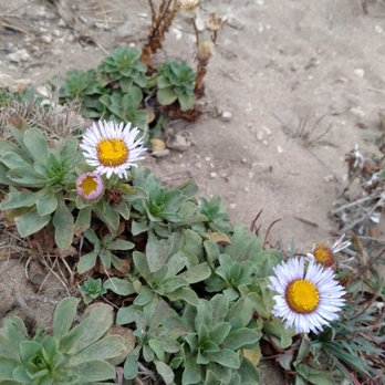 Glass Beach - Some flowers - Beaches Near Me Glass Beach - Some flowers - Beaches Near Me