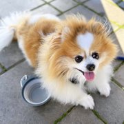 Photo of Pacifica Brewery - Pacifica, CA, United States. Dog-friendly patio!