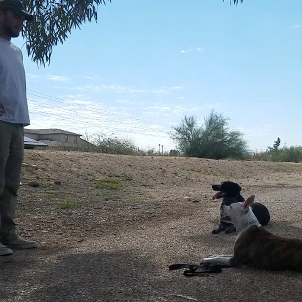 Best By Farr Dog Training - Chris, Brindlelynn, and Apollo working obedience together - Pet Training Near Me - Glendale, Arizona Best By Farr Dog Training - Chris, Brindlelynn, and Apollo working obedience together - Pet Training Near Me - Glendale, Arizona