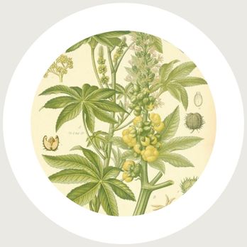 Well Spring Holistic - castor oil - Naturopathic/Holistic Near Me - Oakland, California Well Spring Holistic - castor oil - Naturopathic/Holistic Near Me - Oakland, California