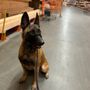 Photo of Kandid K9