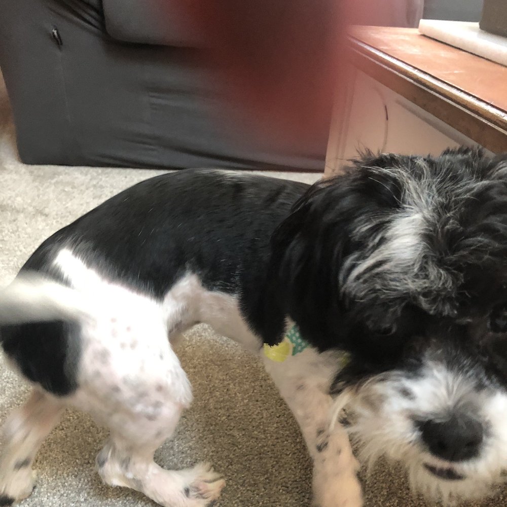 After grooming at Dirty Dog After grooming at Dirty Dog
