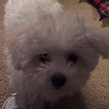 Toy Puppies Inc - Cassidy is so full of fun, love and lots of licks!! So much energy!! - Pet Stores Near Me - Davie, Florida