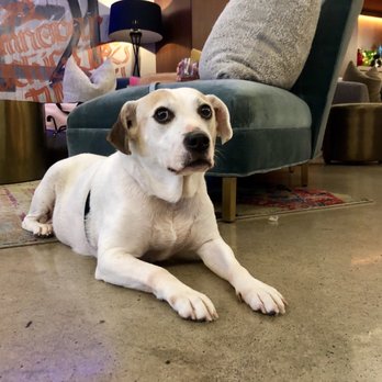 Unscripted Durham - Our dog April relaxing in the lobby. - Hotels Near Me - Durham, North Carolina
