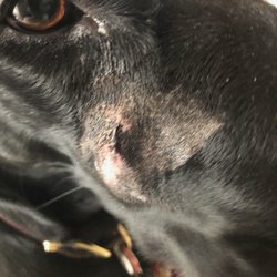 Wagging Tails - Dog bite injury sustained at the WH Wagging Tails Location