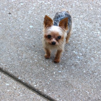 PetSmart - Pet Training Near Me - Florissant, Missouri PetSmart - Pet Training Near Me - Florissant, Missouri