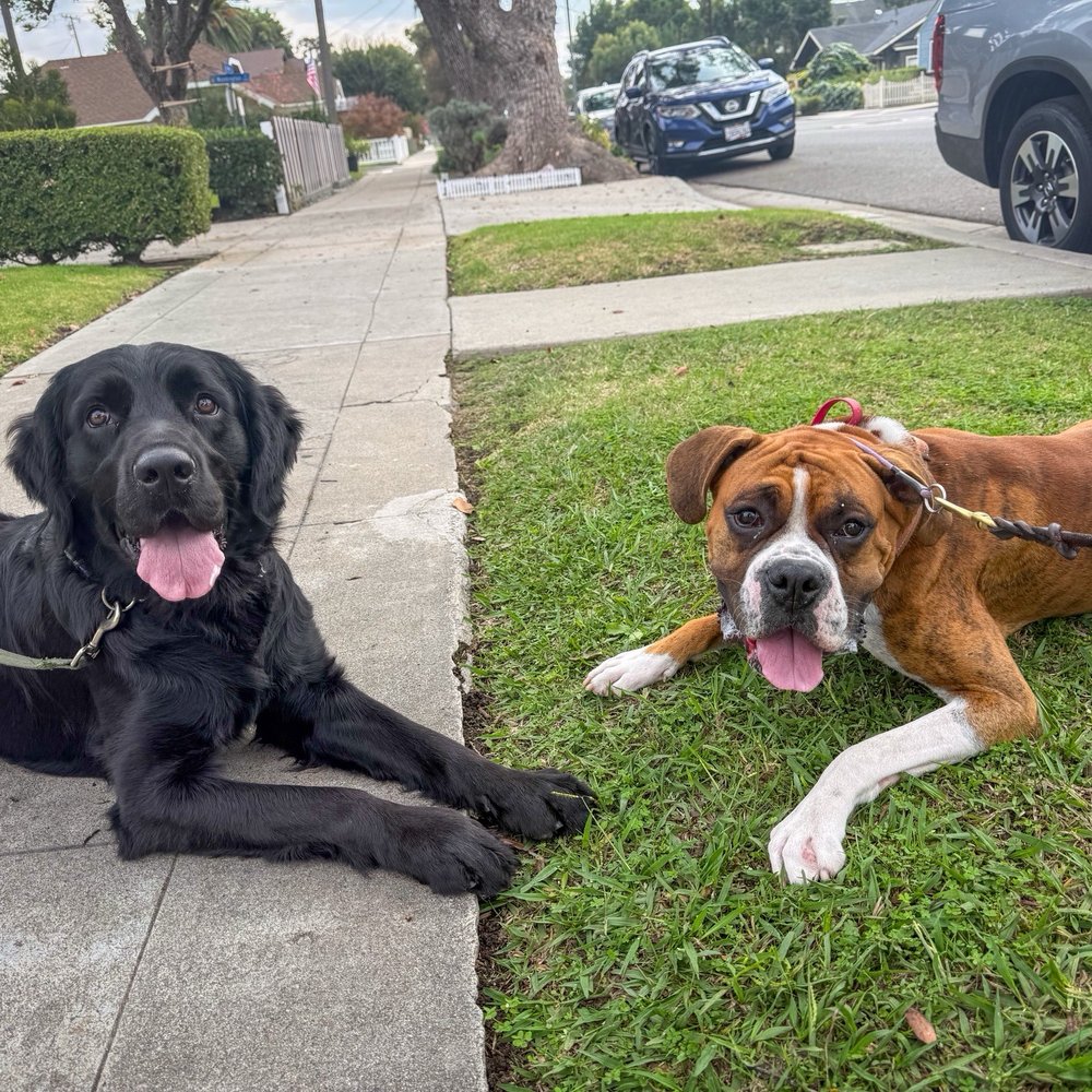 Walk'n Wag'n Pets - Dougie with his pal, Bentley. - Dog Walkers Near Me Walk'n Wag'n Pets - Dougie with his pal, Bentley. - Dog Walkers Near Me