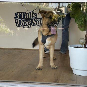 3Tails Dog Salon - He's thinking...."wanna play?" - Pet Groomers Near Me - Thousand Oaks, California