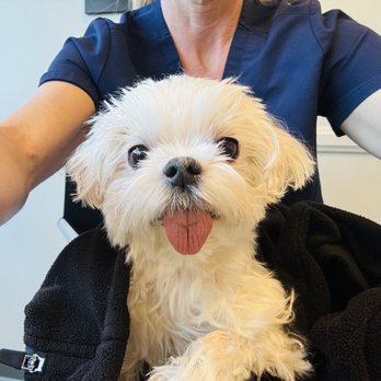 Veterinary Dental Specialties - Irvine - This is Winston all smiles after surgery. - Veterinarians Near Me - Irvine, California