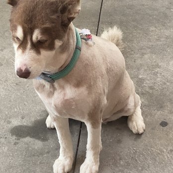 Sisis Pet Grooming - Xena after I picked her up from Sisi's She looks so sad! - Pet Groomers Near Me - South Gate, California Sisis Pet Grooming - Xena after I picked her up from Sisi's She looks so sad! - Pet Groomers Near Me - South Gate, California