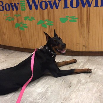Bow chika Wow Town - Dog Parks Near Me - Warwick, Rhode Island