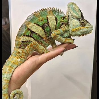 Scaled Sitting & Services - Chelsea holding Carolo... he likes her! - Reptile Shops Near Me Scaled Sitting & Services - Chelsea holding Carolo... he likes her! - Reptile Shops Near Me