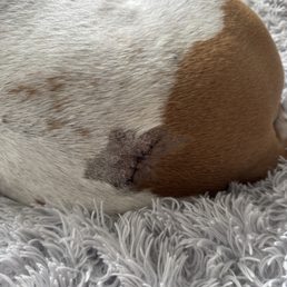 Tumor removed from dog's backside.