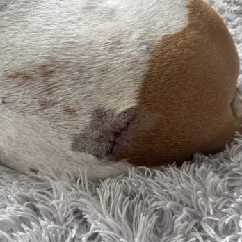 El Club de Nana - Tumor removed from dog's backside. - Veterinarians Near Me - Tijuana, BCN