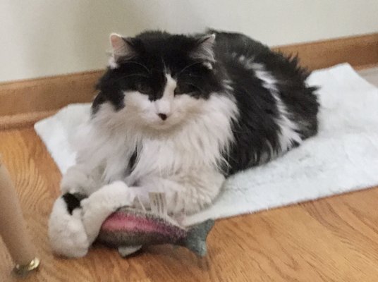 Vca Arboretum View Animal Hospital 46 Photos 119 Reviews Veterinarians 2551 Warrenville Rd Downers Grove Il United States Phone Number