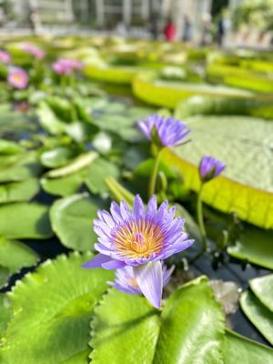 Oniishi Bozu Jigoku by null