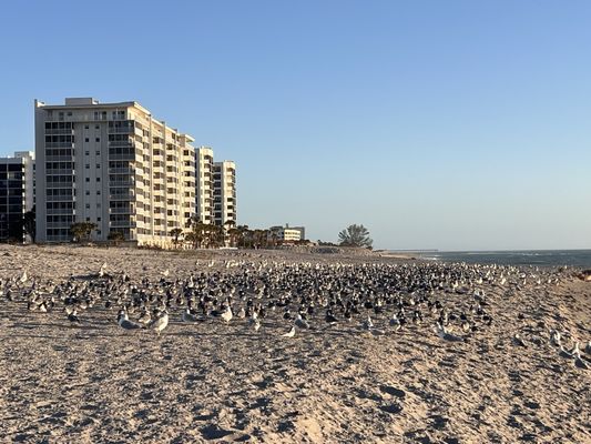 Venice Beach by null