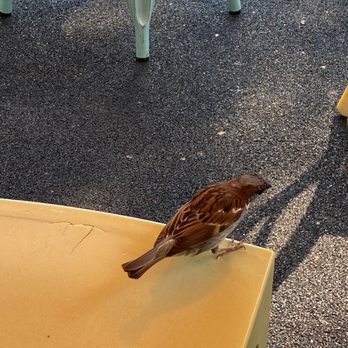Wanda's Pie In The Sky - This guy is pushy! - Bakeries Near Me - Toronto, Ontario Wanda's Pie In The Sky - This guy is pushy! - Bakeries Near Me - Toronto, Ontario