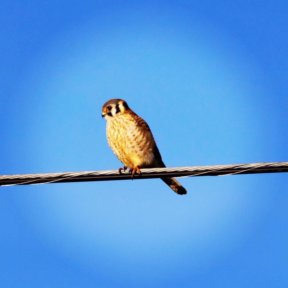 Boucher Trail - An American Kestrel hunting along the trail! - Hiking Near Me Boucher Trail - An American Kestrel hunting along the trail! - Hiking Near Me