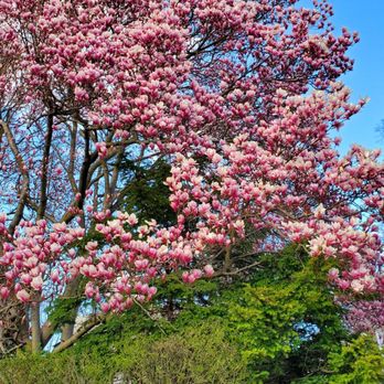 Lake Innisfree - Days like this. (4/1/2020) - Lakes Near Me - New Rochelle, New York