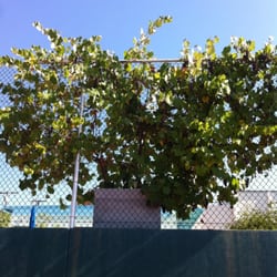 La Canada Flintridge Fields & Courts - Grape vines on the northwest fence